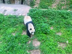 -都江堰中华大熊猫苑