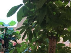 -悦海·家宴·冰花皮皮虾大锅贴(宝龙店)