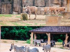 -杭州野生动物世界