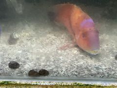 -三姐妹·海鲜大排档