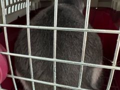 -北京观赏动物医院·24小时大型综合·猫专科·异宠专科