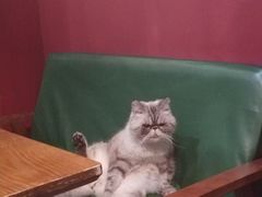 -猫色咖啡·猫咖