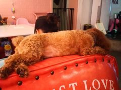 -百好乐宠物友好餐厅(朝外大街店)