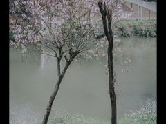 -广东花都湖国家湿地公园