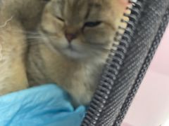 -伟伟宠物医院·CT影像中心·瑞派犬猫综合性门诊(汉口总院)