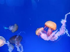 -海合安青岛极地海洋公园