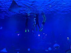 -烟台海昌鲸鲨海洋公园