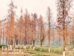 -重庆彩云湖湿地公园