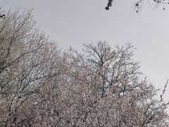 -桃花堤公园