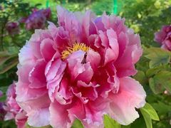 -莲花池公园