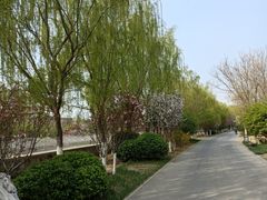 -桃花堤公园