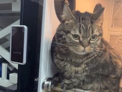 -瑞派宠物医院·犬猫全科·猫友好(宾水西道店)