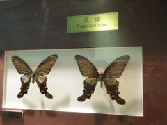 -上海昆虫博物馆