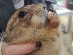 -藦茜花园宠物主题亲子互动体验馆(国顺东路店)