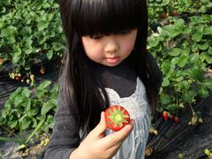 -大自然农场蔬菜草莓采摘园