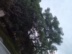 -青枫公园