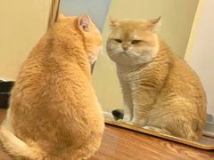 -汉堡王(青岛胶州宝龙广场店)