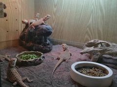 -灵龟之家百象馆(百象馆联合旗舰店)