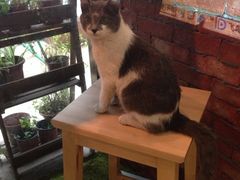 猫-MIKAKU(万达广场上海宝山店)