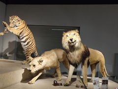 -上海自然博物馆