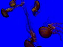 -上海海洋水族馆