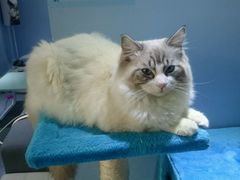 -喵的天空名猫咖啡馆·撸猫·猫舍·用品