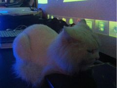 爱听音乐的猫-Sirena海妖日咖夜酒