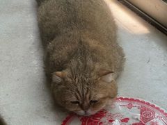 -瑞派伍一宠物医院·眼科·骨科·猫科转诊中心(马王堆院)