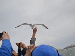 -阿尔卡特拉斯岛