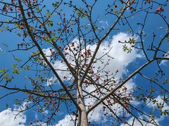-中国科学院西双版纳热带植物园