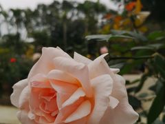 -人民公园(罗湖区)