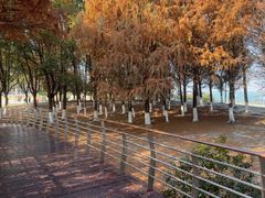-江滩湿地公园