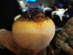 -肆月河豚·新淮扬(金融街店)