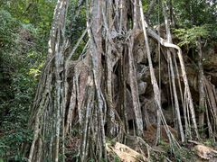 -中国科学院西双版纳热带植物园