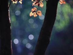 -深圳仙湖植物园