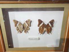 -上海大自然野生昆虫馆(东方明珠·爬宠昆虫探索中心)