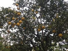 -昆山城市生态森林公园