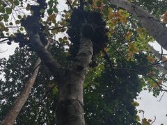 -西双版纳原始森林公园