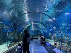 -海合安武汉极地海洋公园
