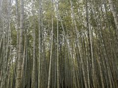 -广州市石门国家森林公园