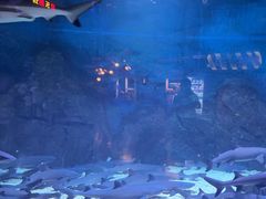 -烟台海昌鲸鲨海洋公园