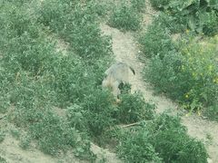 -新疆天山野生动物园