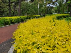 -长春市南湖公园