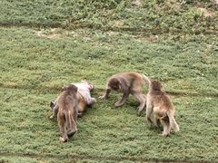 -鄂尔多斯野生动物园