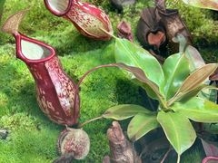 -国家植物园南园