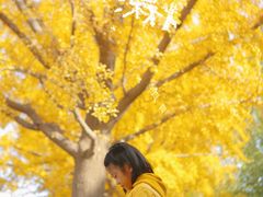 -三里屯东五街银杏大道