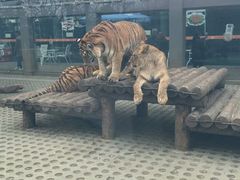 -西安秦岭野生动物园