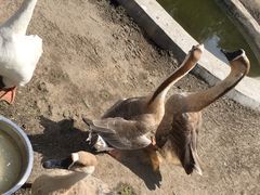 -俄罗斯风情小镇