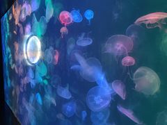 -烟台海昌鲸鲨海洋公园