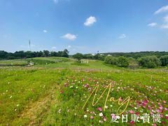 -大塘金香草谷